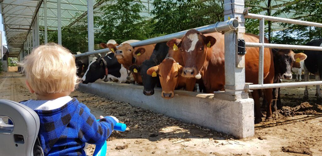 Koeientuin biologische boerderij in de Achterhoek