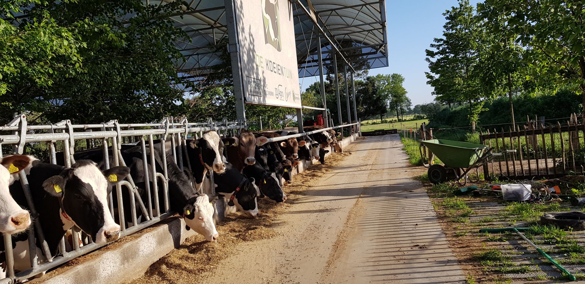 koeientuin Achterhoek - koeien eten in een rij koeientuin Achterhoek - koeien eten in een rij