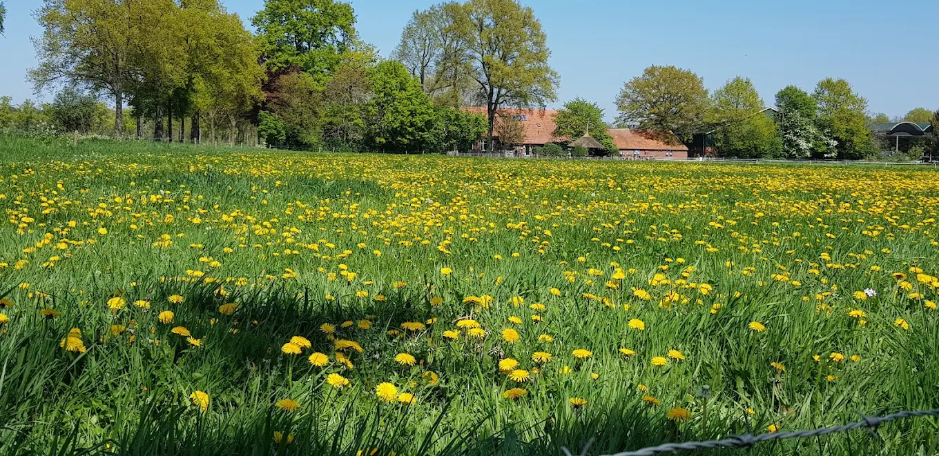 Bloemen Achterhoek Bloemen Achterhoek