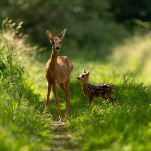 Ree bij vakantieboerderij Groenlo
