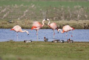 Flamingo's Zwillbrock