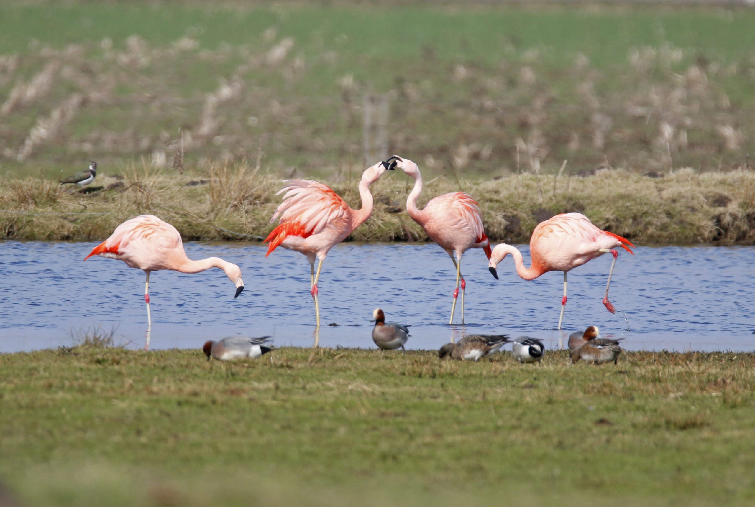 Flamingo's Zwillbrock Flamingo's Zwillbrock