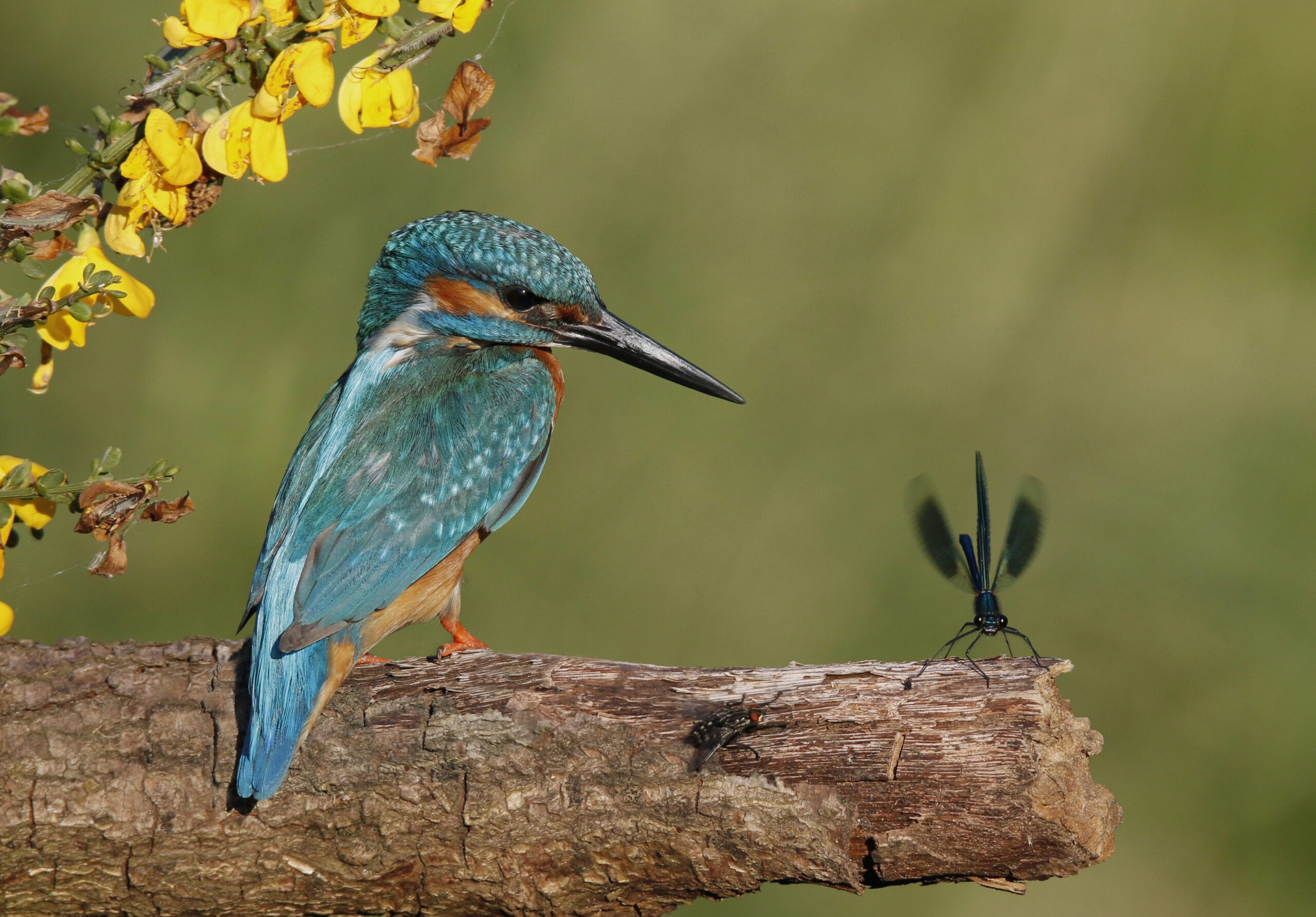 Ijsvogel; River Kingfisher; Alcedo atthis Ijsvogel; River Kingfisher; Alcedo atthis